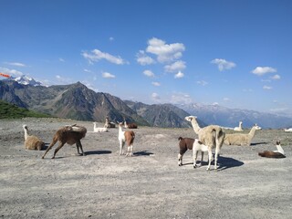 Obraz premium Lamas Pyrénéens