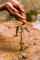 Small sapling is being watered.