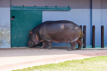 hippopotamus in water