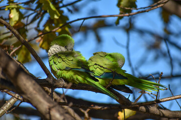 monk parakeet, myiopsitta monachus, or quaker parrot,