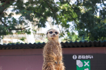 meerkat on guard