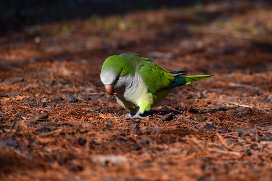 monk parakeet, myiopsitta monachus, or quaker parrot, on the ground
