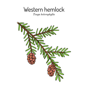 Western hemlock spruce Tsuga heterophylla , state tree of Washington.