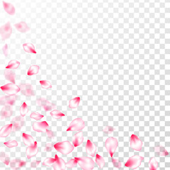 Japanese cherry blossom pink flying petals