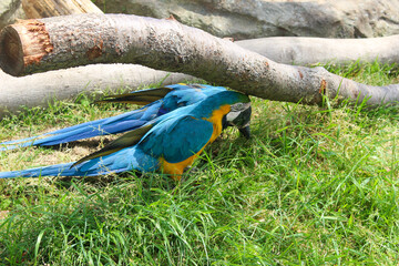 blue and yellow macaw