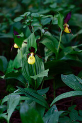 Yellow Lady's Slipper - Cypripedium calceolus, beautiful colored flowering plant from European forests and woodlands, Czech Republic.