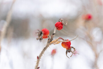 frozen red rose hips on a snowy winter background