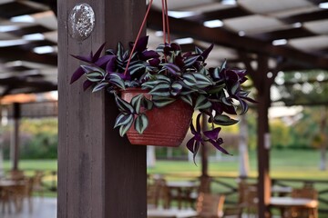A pot of flowers hanging from a rope on a pole in a coastal street cafe