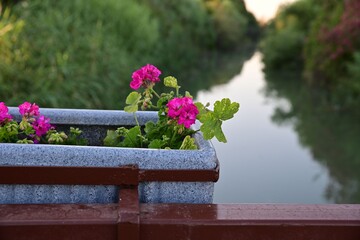 A plastic box with flowers, which hangs on a bridge over a river overgrown with reeds