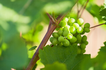 A vine with a bunch of unripe green grapes. Selective focus. © ROMAN DZIUBALO