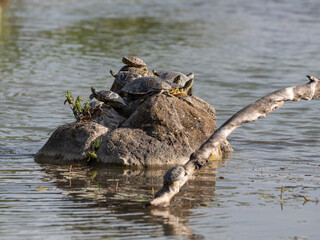 Family of Turtles Crowded on a Rock in the middle of a Pond
