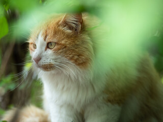 Beautiful Portrait of a Cat Hidden among the Leaves and with Light Brown and White Fur