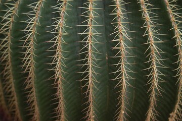 cactus thorn