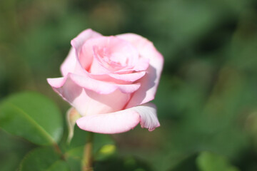 pink rose on green