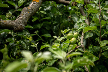 apple tree with young fruits on a summer day, gardening and agriculture