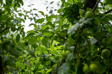 apple tree with young fruits on a summer day, gardening and agriculture