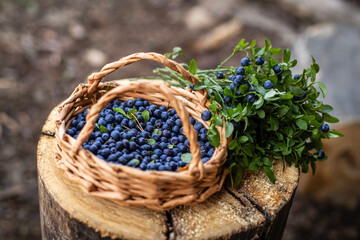 Fototapeta na wymiar A basket with fresh ripe blueberries and green sprigs with blueberries close-up on a stump.