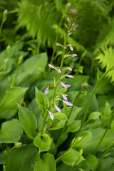 Closeup of hosta plant with purple flowers growing in the garden