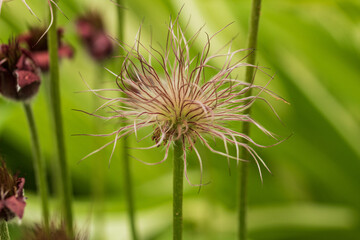 Pulsatilla vulgaris, the pasqueflower. Close-up. With a green striped background .Adjacent blooming flowers with brown petals