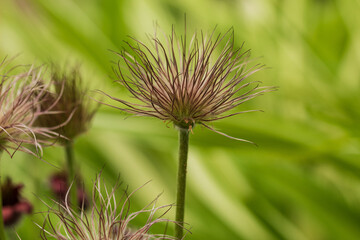 Pulsatilla vulgaris, the pasqueflower. Close-up. With a green striped background. Flower stalks in the background . Green background white stripes diagonal from left to right