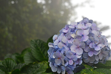 Blue hydrangea flower on a background of blurry trees