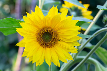 Obraz premium Little yellow sunflower on a green background.