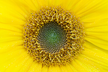 Close-up texture of a yellow sunflower with a pith.