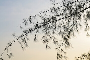 Casuarina branches through which you can see the bright sunset sky