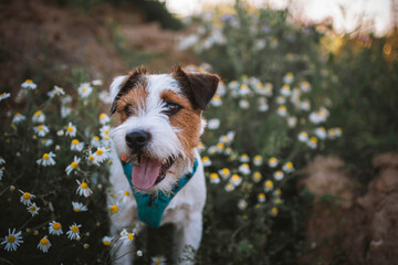 Summer Portrait of Cute Parson Russell Terrier
