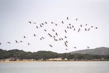 fliegender Schwarm Flamingos