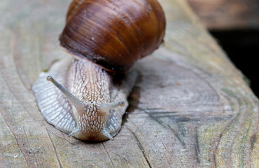 Beautiful grape snail close-up on a wooden background.