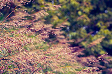 Natural fairy background. Beautiful grass of different colors bends down from the wind.