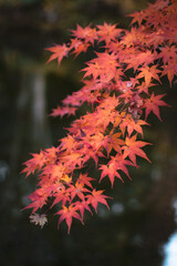 red maple leaves