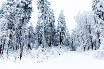 Pine trees in forest covered with snow on frosty evening. Beautiful stunning winter panorama, winterwonderland. Germany, Hesse, Hoherodskodskopf