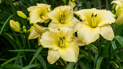 Lilia ogrodowa Azjatycka żółta, kwitnie w lecie - obrazy, fototapety, plakaty