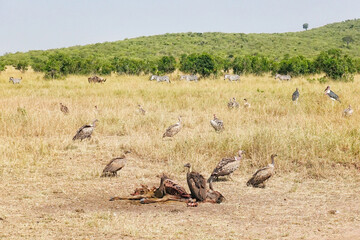 vulture in serengeti national park