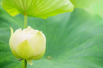 白いハスの花の蕾と葉っぱ/ロータス/アジアンテイスト/蓮...