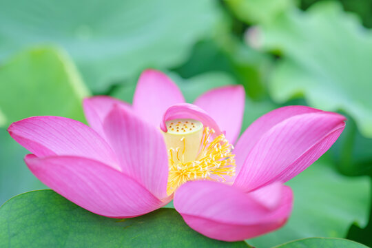 ロータス/アジアンテイストなハスの花/蓮 /蓮華/神秘的なヨガ、仏教のイメージ