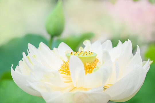 白い八重咲きのハスの花/ロータス/アジアンテイスト/蓮 /蓮華/神秘的なヨガ、仏教のイメージ