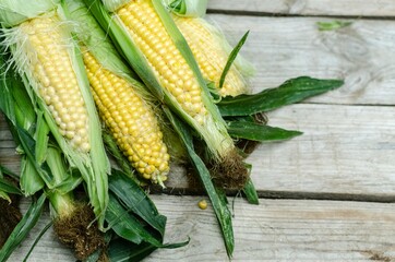 Corn on a wooden table. Late summer, harvest, healthy food. Rustic style background with copy space