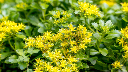 Lilia ogrodowa Azjatycka żółta, kwitnie w lecie