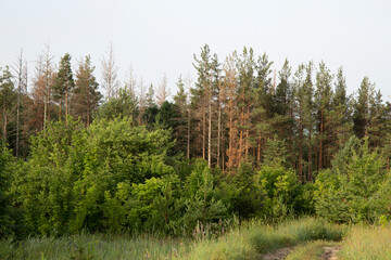 Landscape view of a green forest with several brown diseased spruce trees