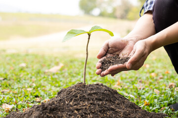 The young man's hands are planting young seedlings on fertile ground, taking care of growing plants. World environment day concept, protecting nature