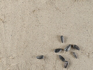 Sunflower flour pile and seeds background and texture