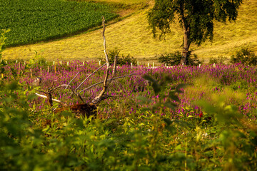 Obraz na płótnie Canvas Baum im Feld mit lila Blumen