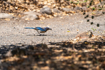 Western Scrub Jay (Aphelocoma Californica) holds an insect in its beak. 