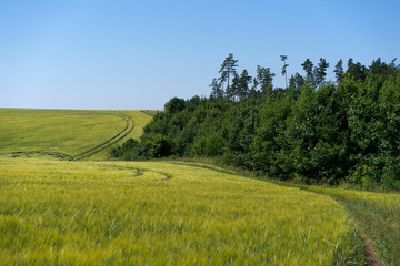 Scene of daylight on the field with young rye or wheat in the summer with clean blue background. Landscape.