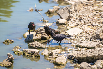 The crow is feeding its hungry babies in Fremont Central Park. Wildlife photography. 