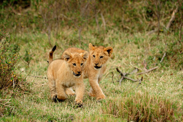 Fototapeta na wymiar Lion cub running in the Masai Mara Game Reserve in Kenya