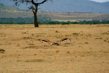 Wild animals in nature , Thomson gazelles fighting in Masai mara national park , Kenya
